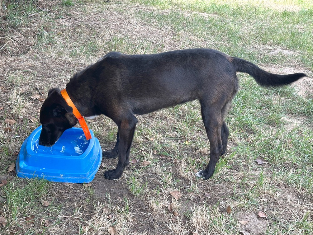 Vumper - Chien à adopter - photo 7
