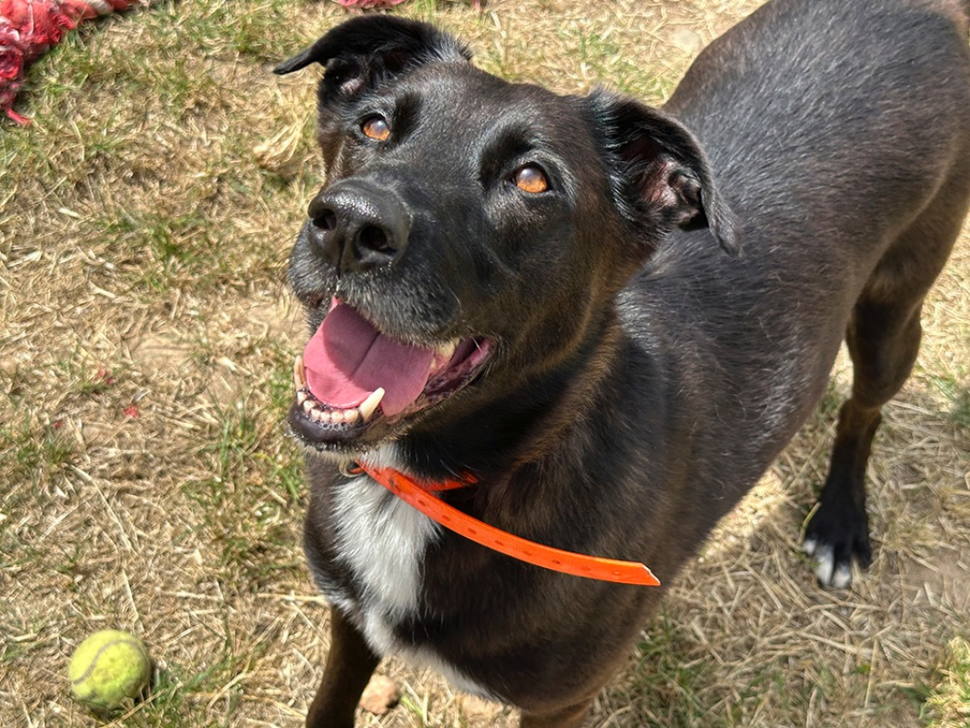 Vumper - Chien à adopter - photo 8
