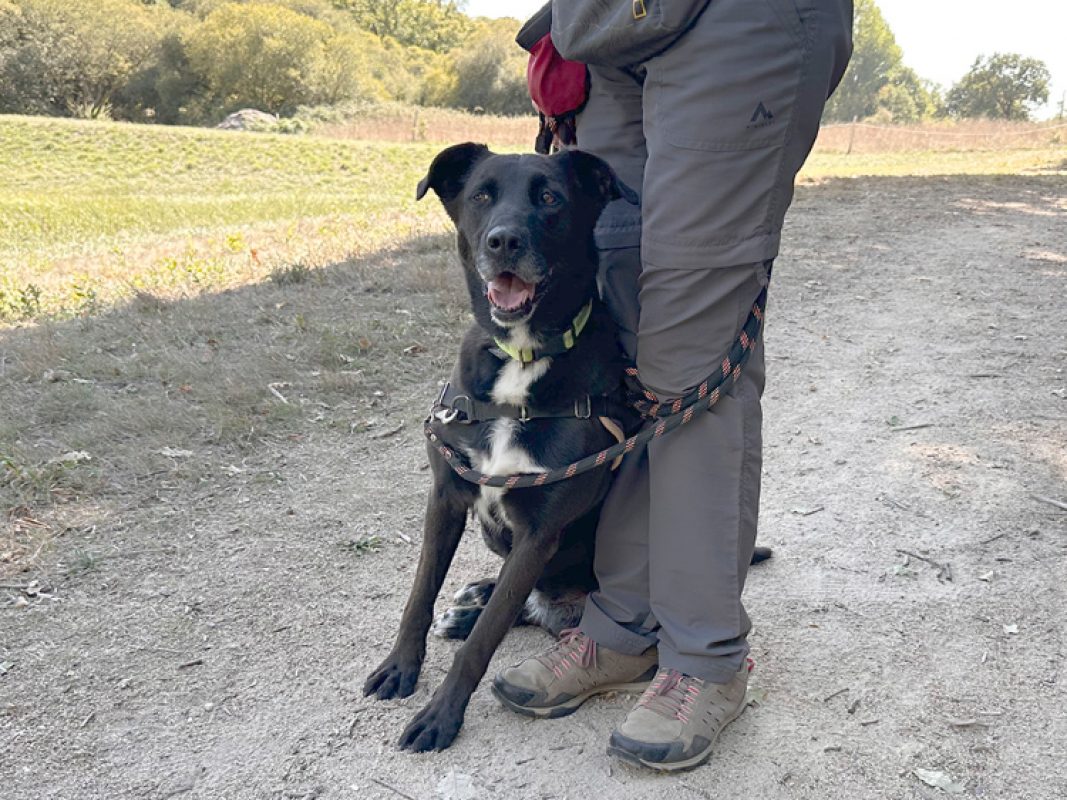 Vumper - Chien à adopter - photo 2