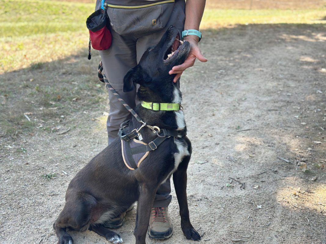 Vumper - Chien à adopter - photo 5