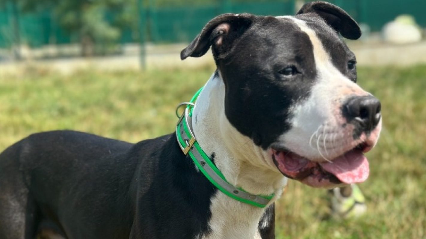 Spayk Spayk - Dogue Argentin à adopter à Maubert-Fontaine (08) - Animaux.fr