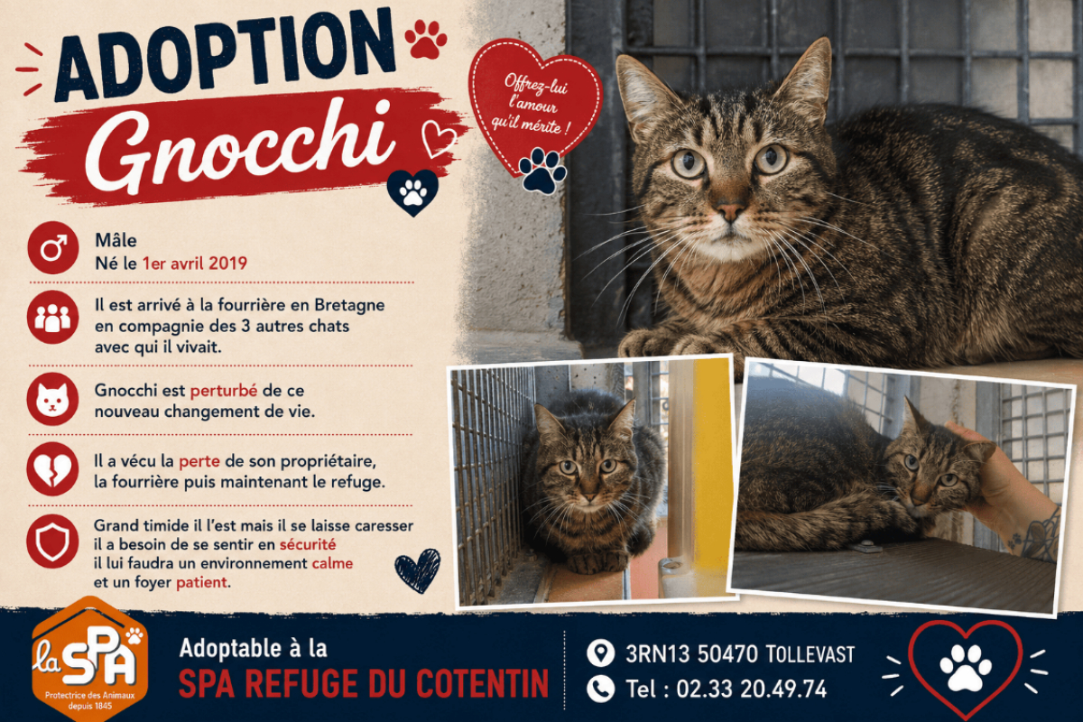 Photo de Gnocchi