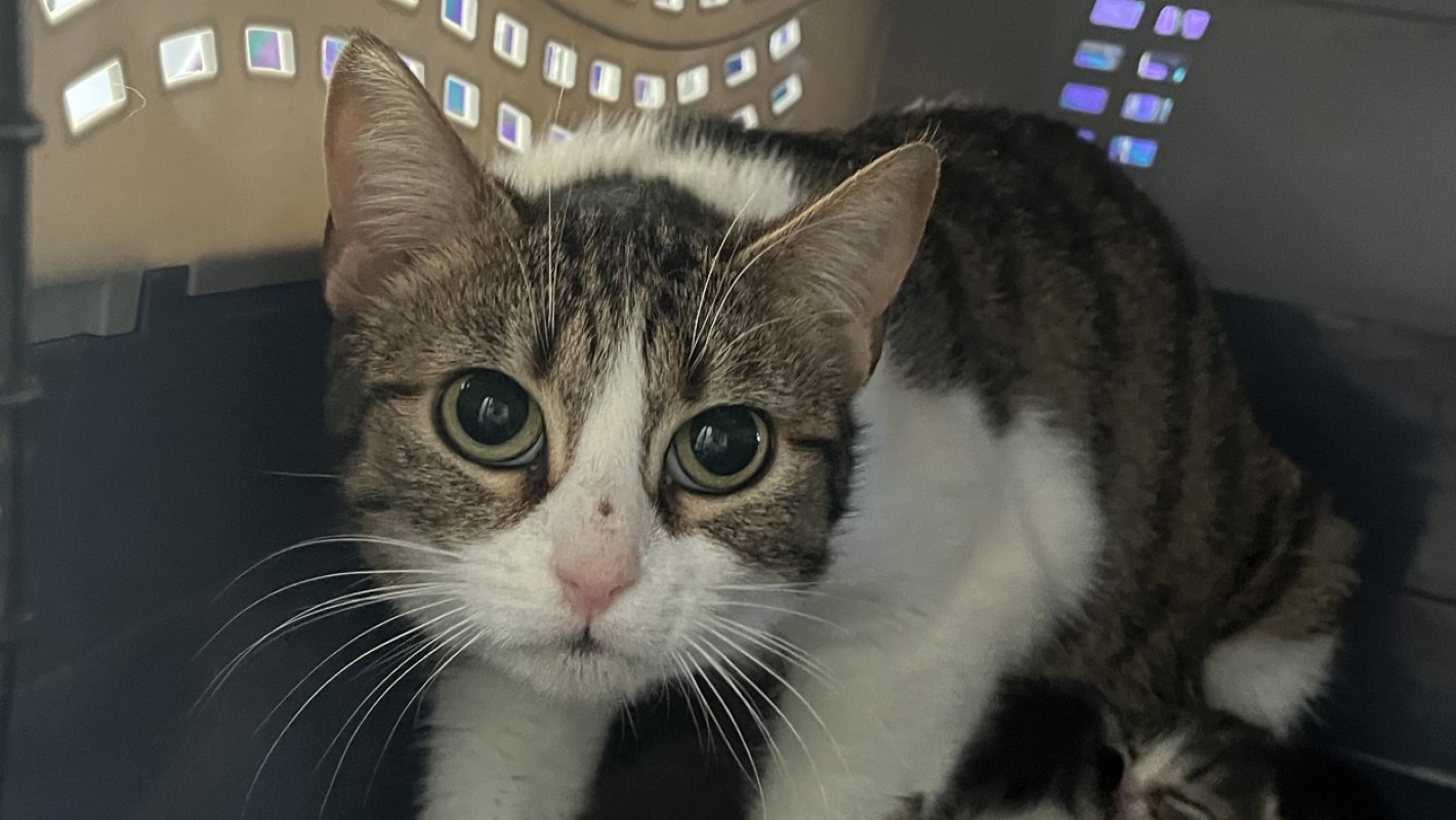 Photo de Zelda