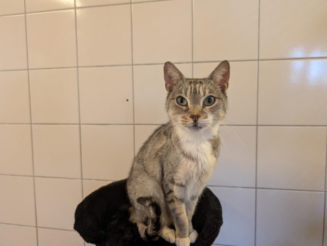 Giulia - Chat Européen à adopter - photo 2