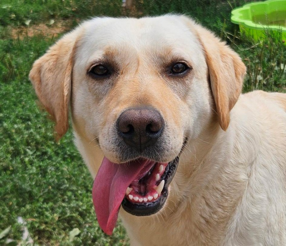 Ulotte - Chien à adopter
