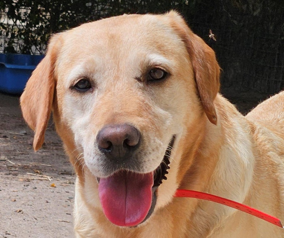 Sottyse - Chien à adopter