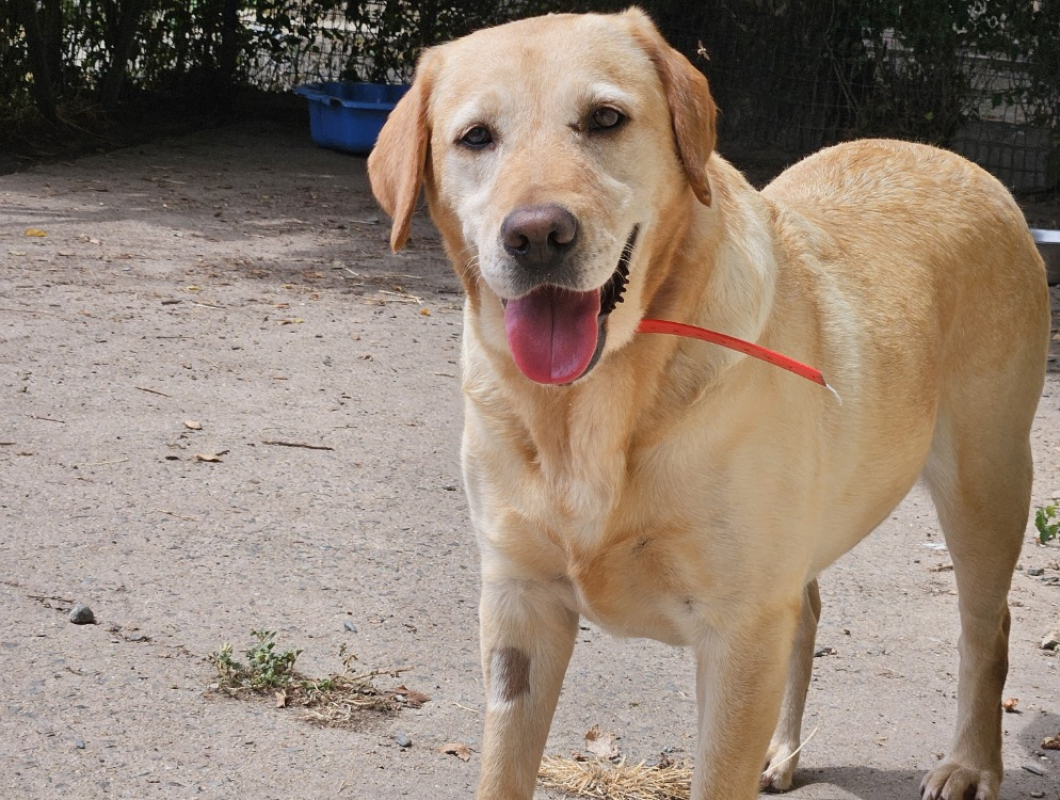 Sottyse - Chien à adopter - photo 2