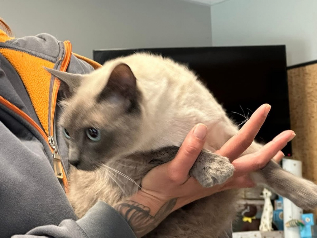 Photo #3 de Vanille