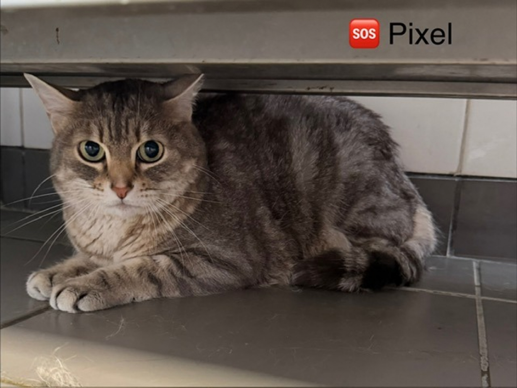 Photo de Pixel
