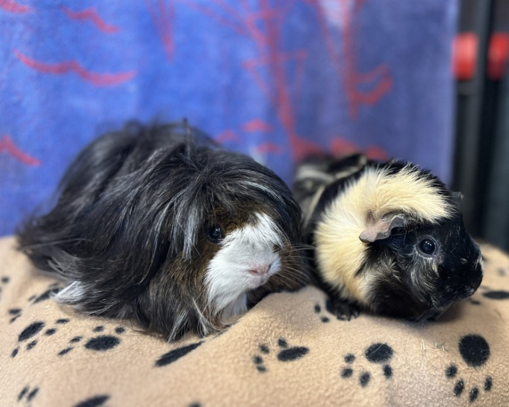 Photo de Chouquette