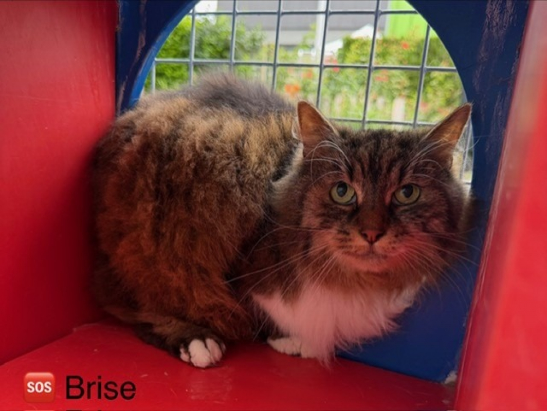 Photo de Brise