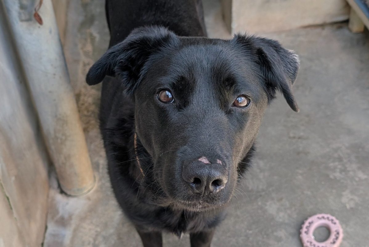 Vicky - Chien à adopter