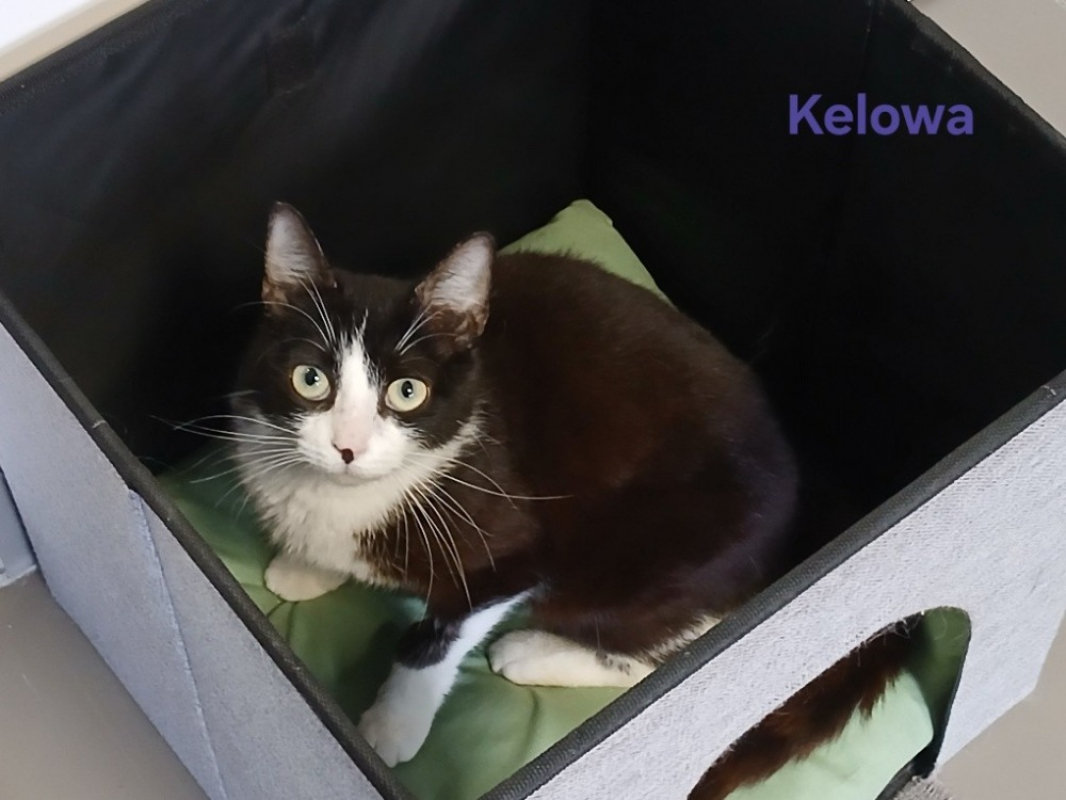 Photo de Kélowa