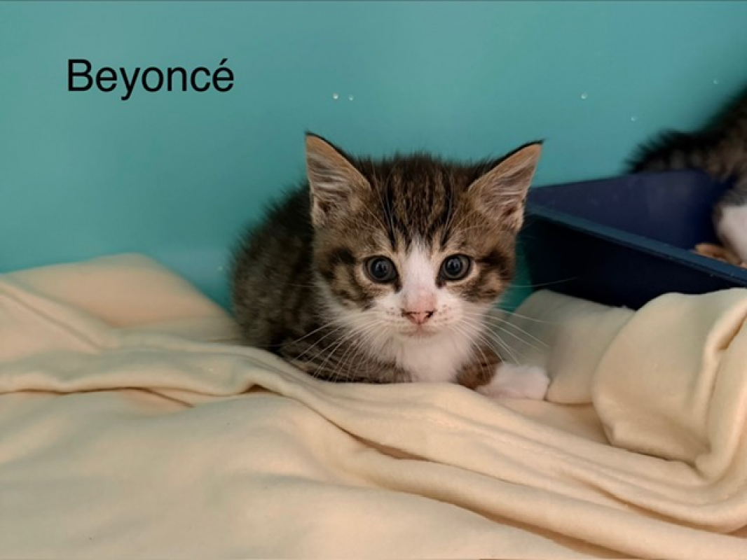 Photo de Beyonce