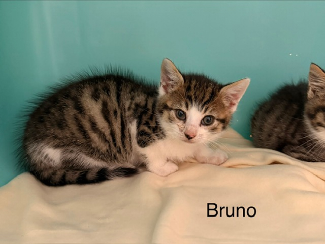 Photo de Bruno