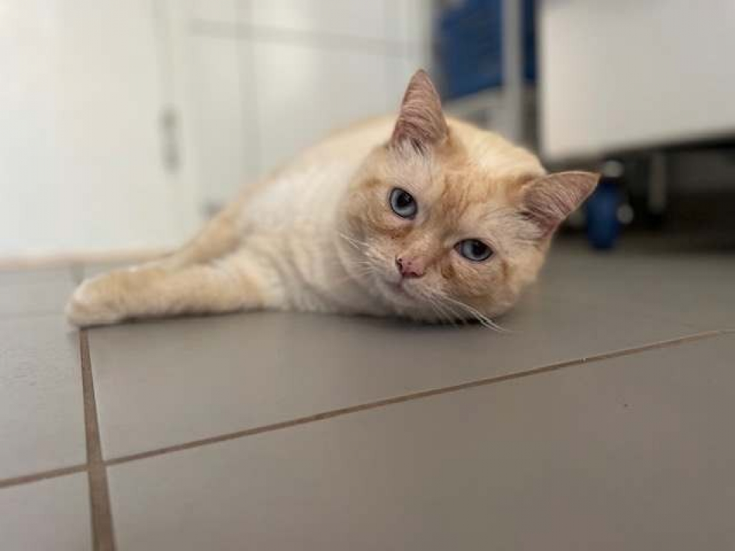 Photo #1 de Ramses