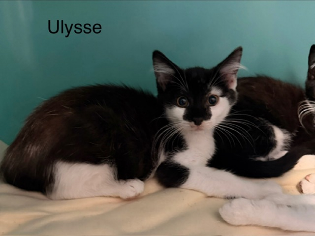 Photo de Ulysse