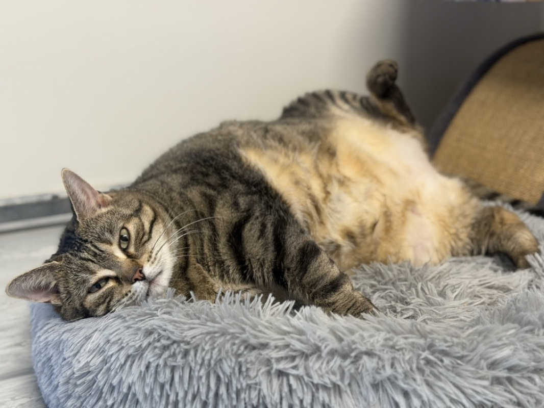 Zouzouille - Chat Européen à adopter