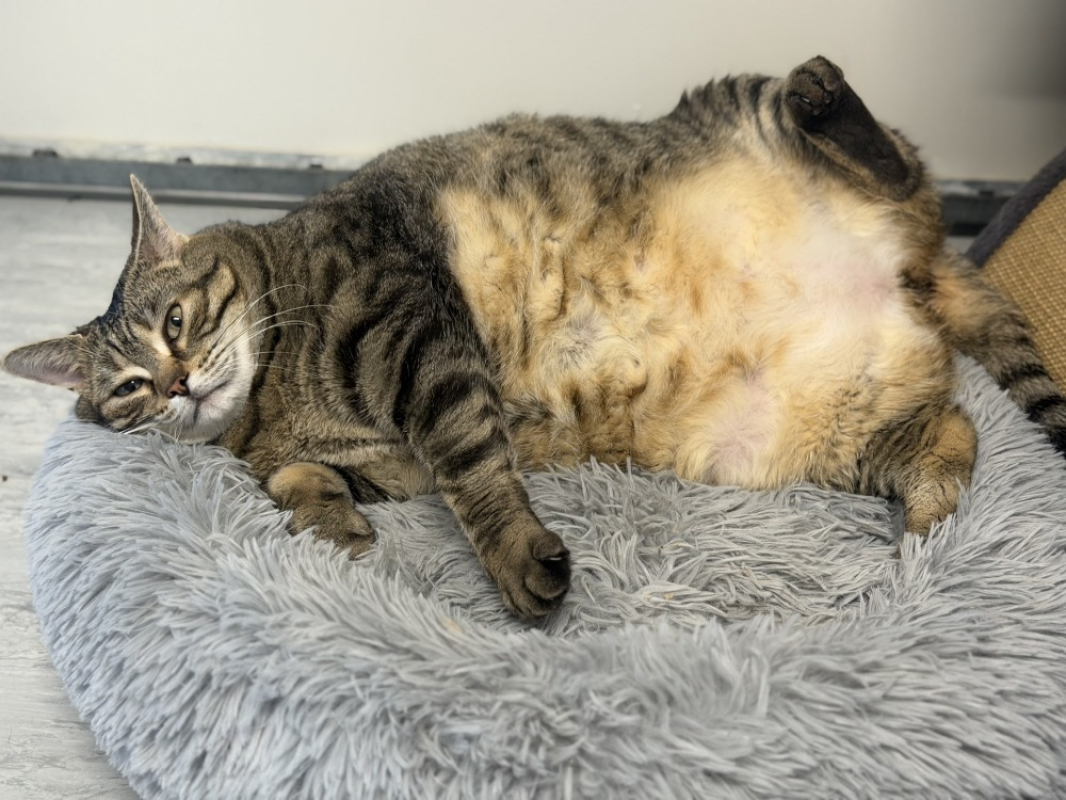 Zouzouille - Chat Européen à adopter - photo 2