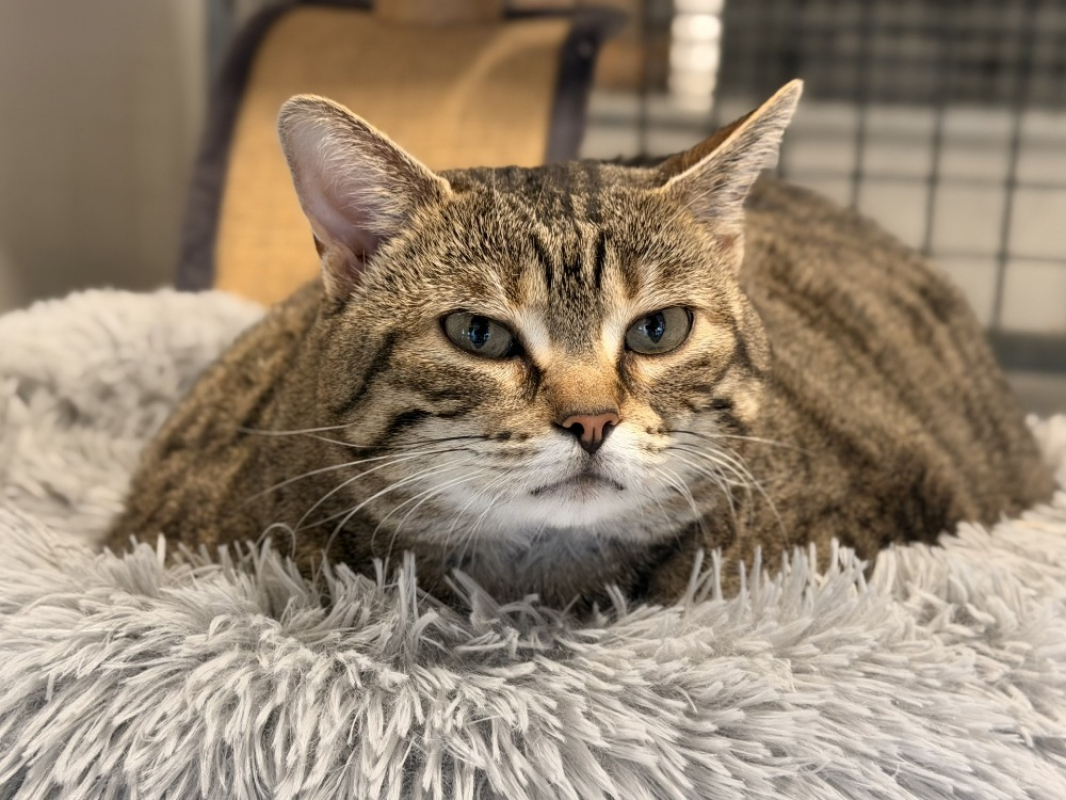 Zouzouille - Chat Européen à adopter - photo 3