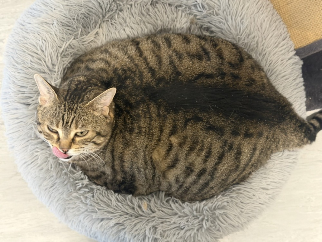 Zouzouille - Chat Européen à adopter - photo 4