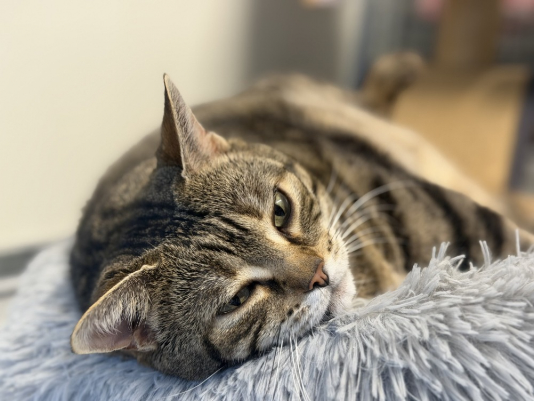 Zouzouille - Chat Européen à adopter - photo 5