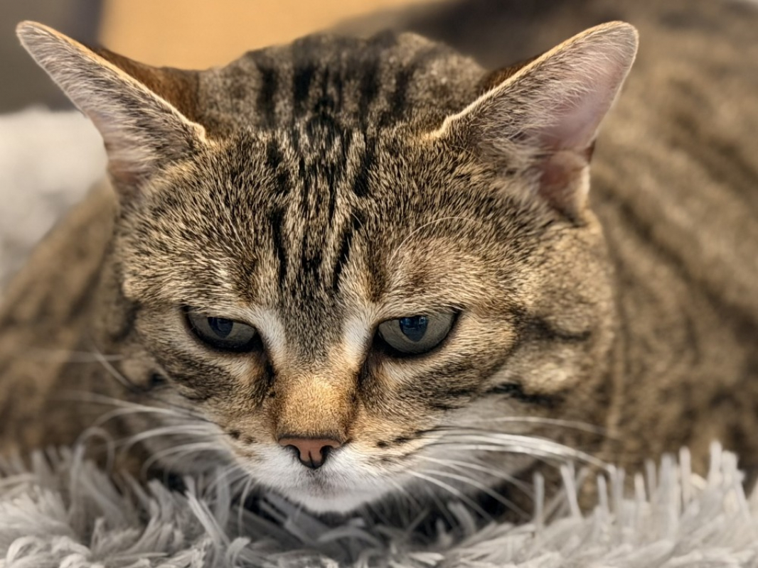 Zouzouille - Chat Européen à adopter - photo 6
