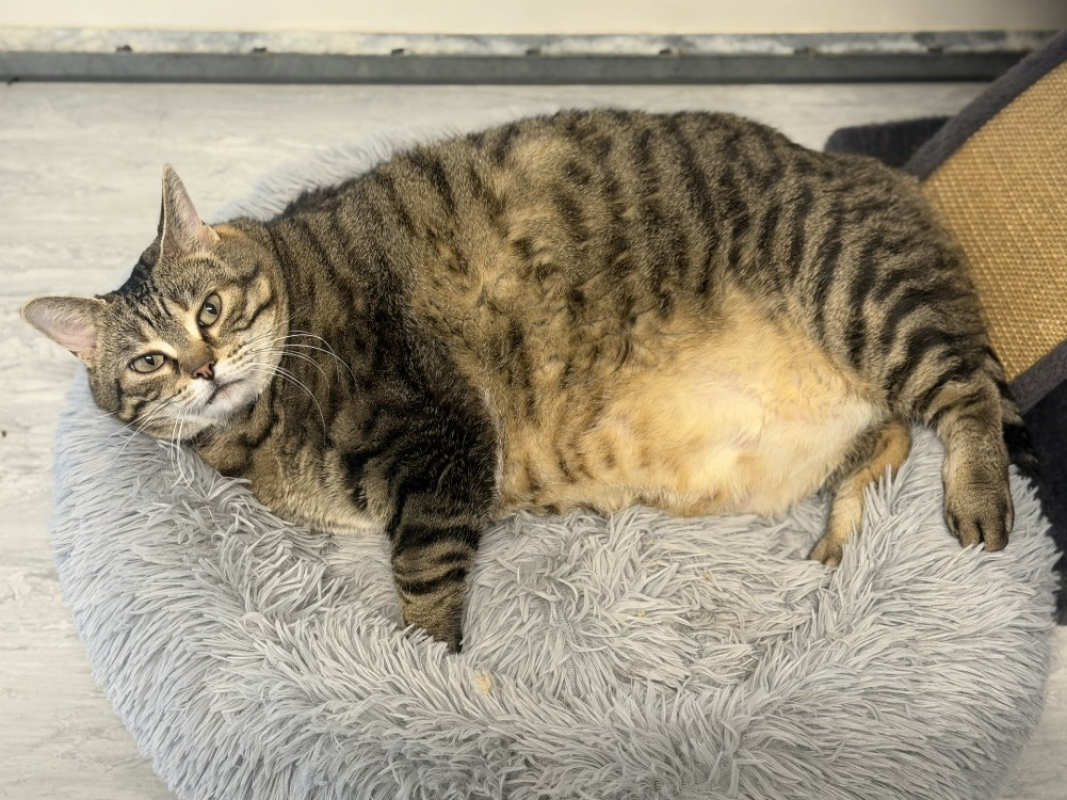 Zouzouille - Chat Européen à adopter - photo 7