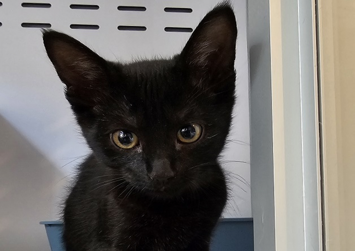 Photo de Bagheera