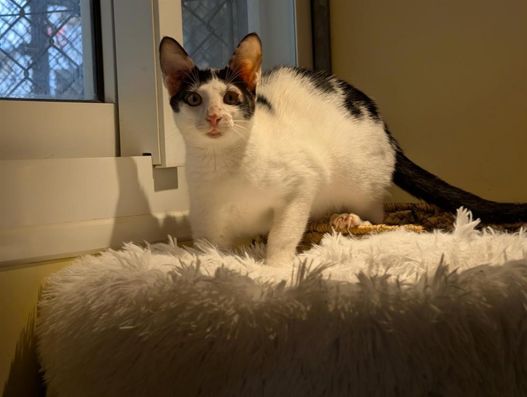 Malice - Chat Européen à adopter