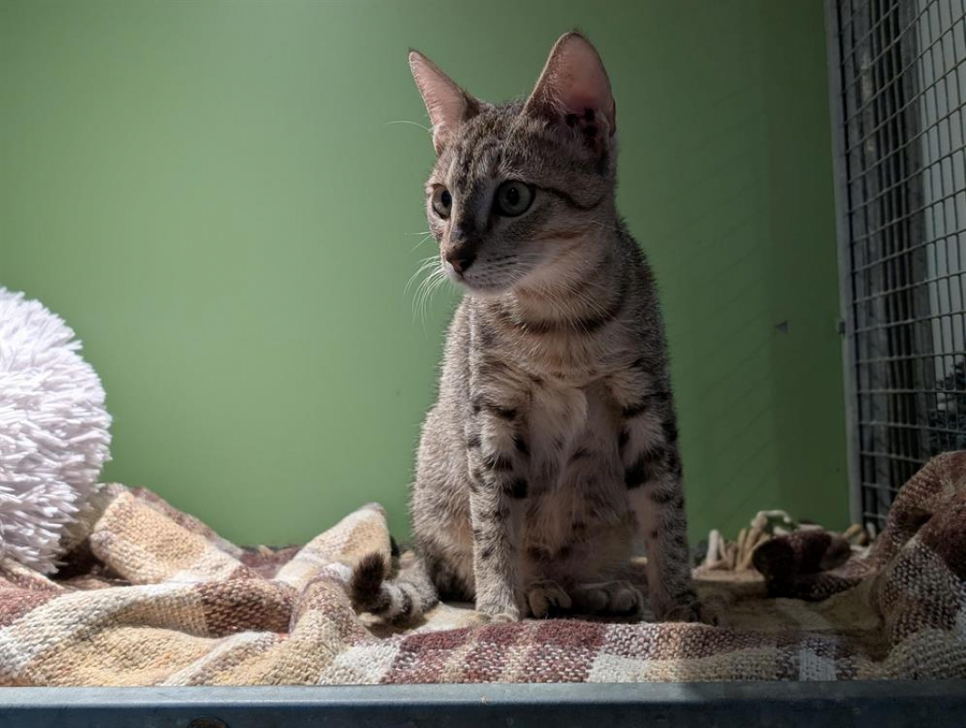 Photo #4 de Tigrou