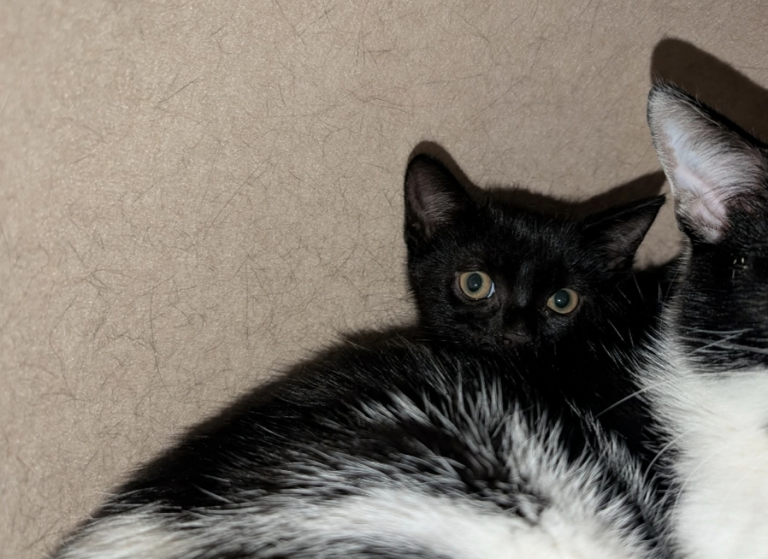 Photo de Zorro