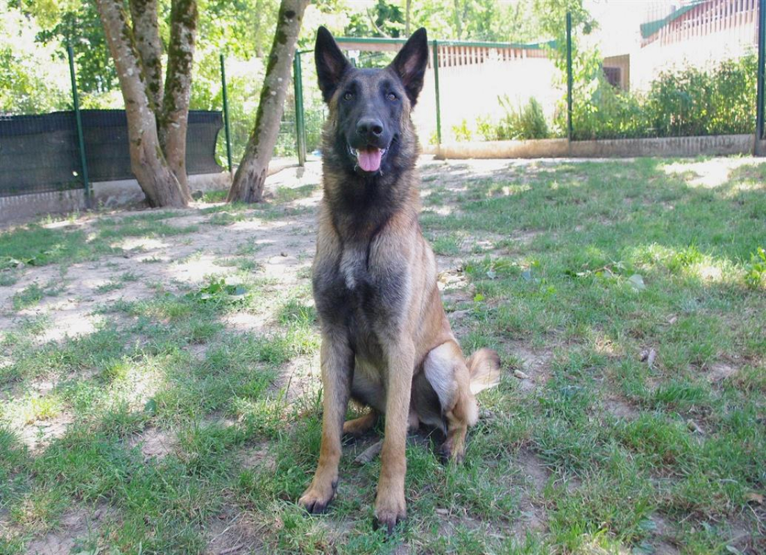 Photo #2 de Loki