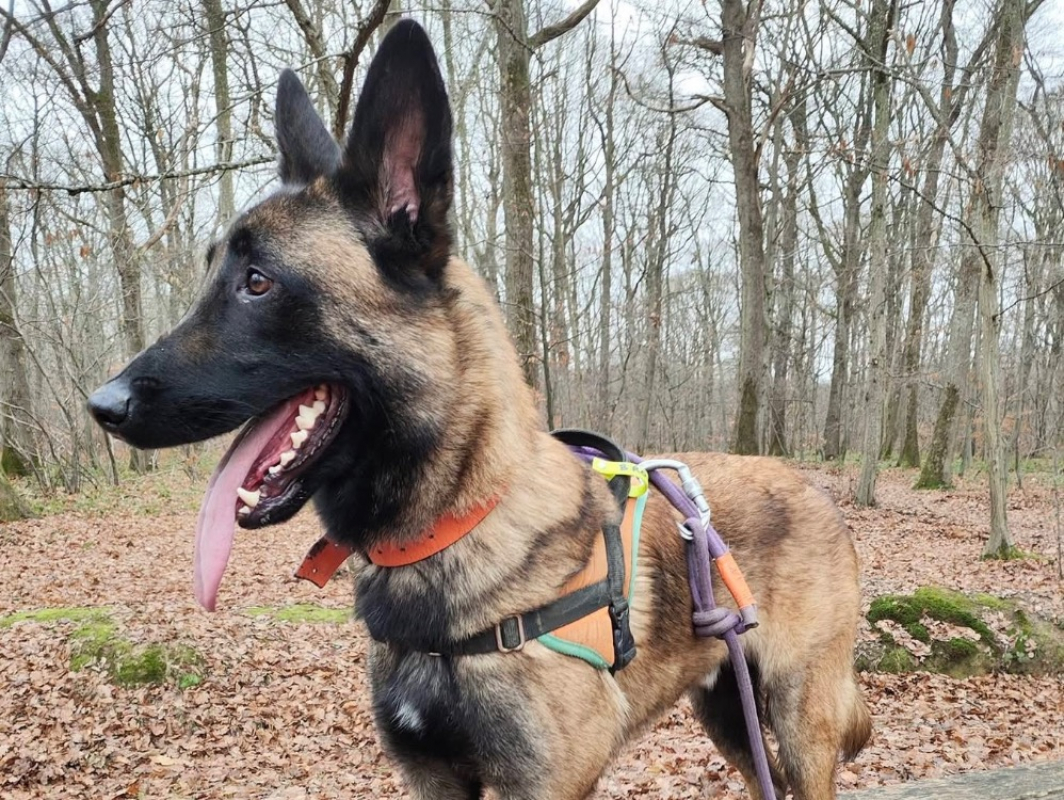 Photo #8 de Loki