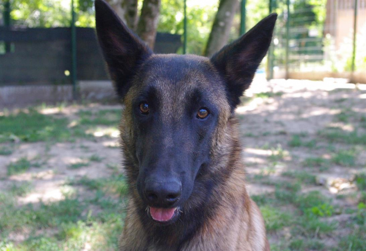 Loki - Chien Berger Belge Malinois à adopter - photo 5