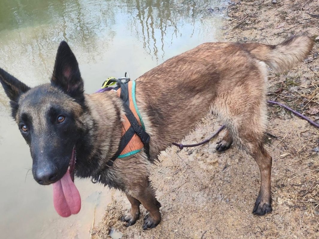 Loki - Chien Berger Belge Malinois à adopter - photo 4