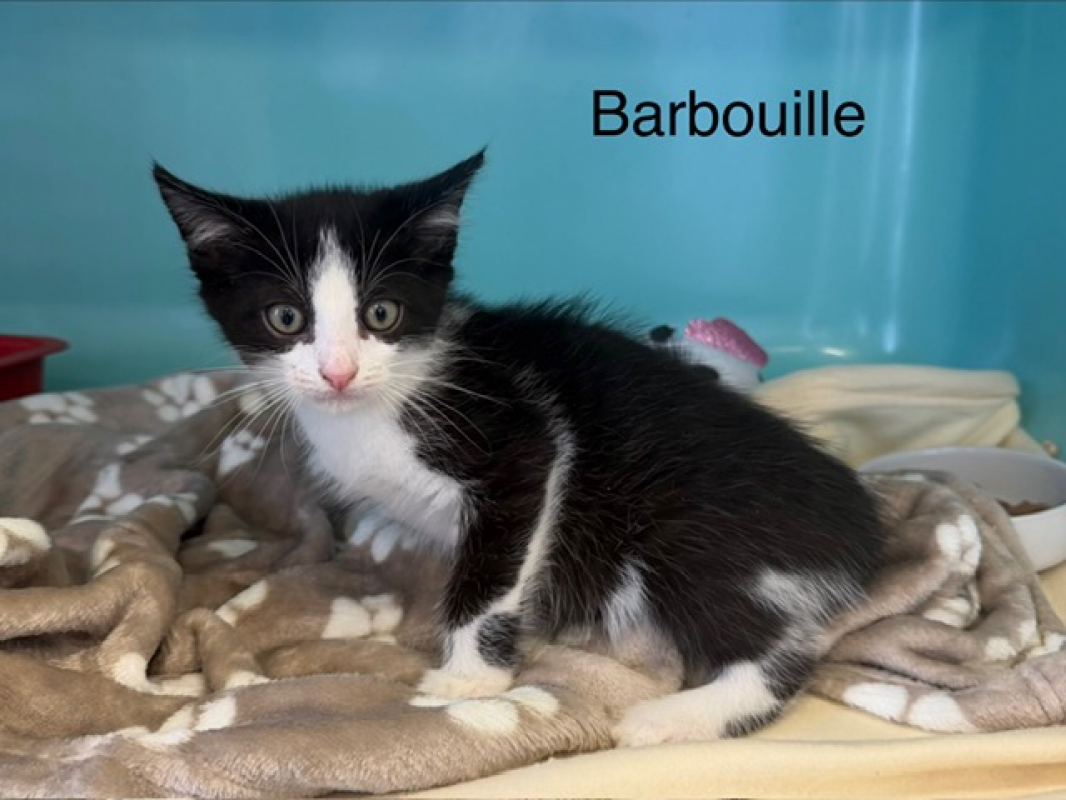 Photo de Barbouille