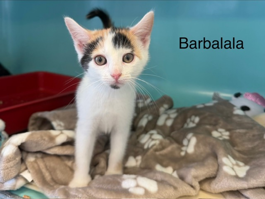 Photo de Barbalala