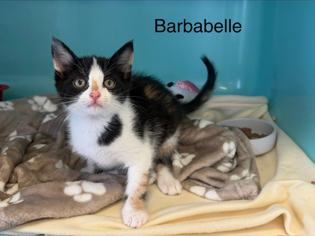 Photo de Barbabelle