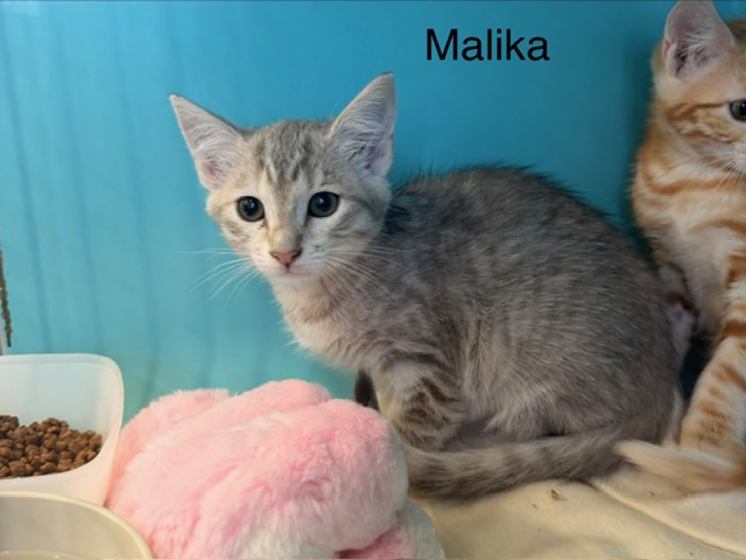 Photo de Malika