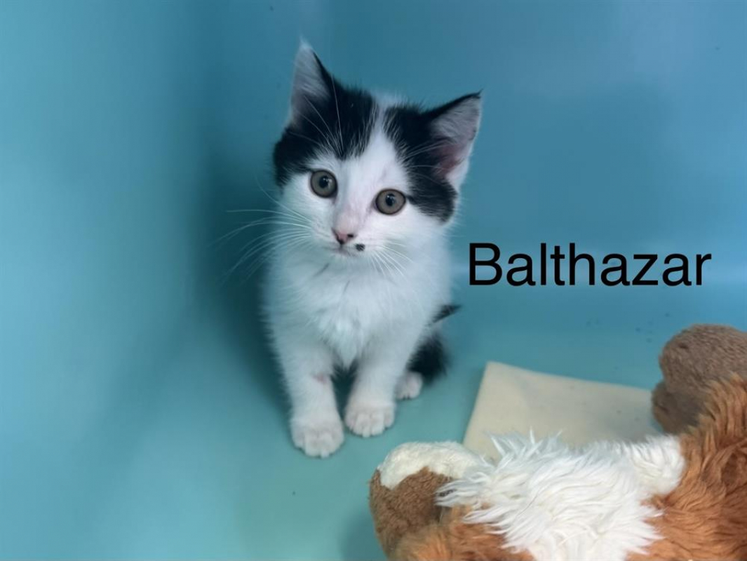 Photo de Baltazar