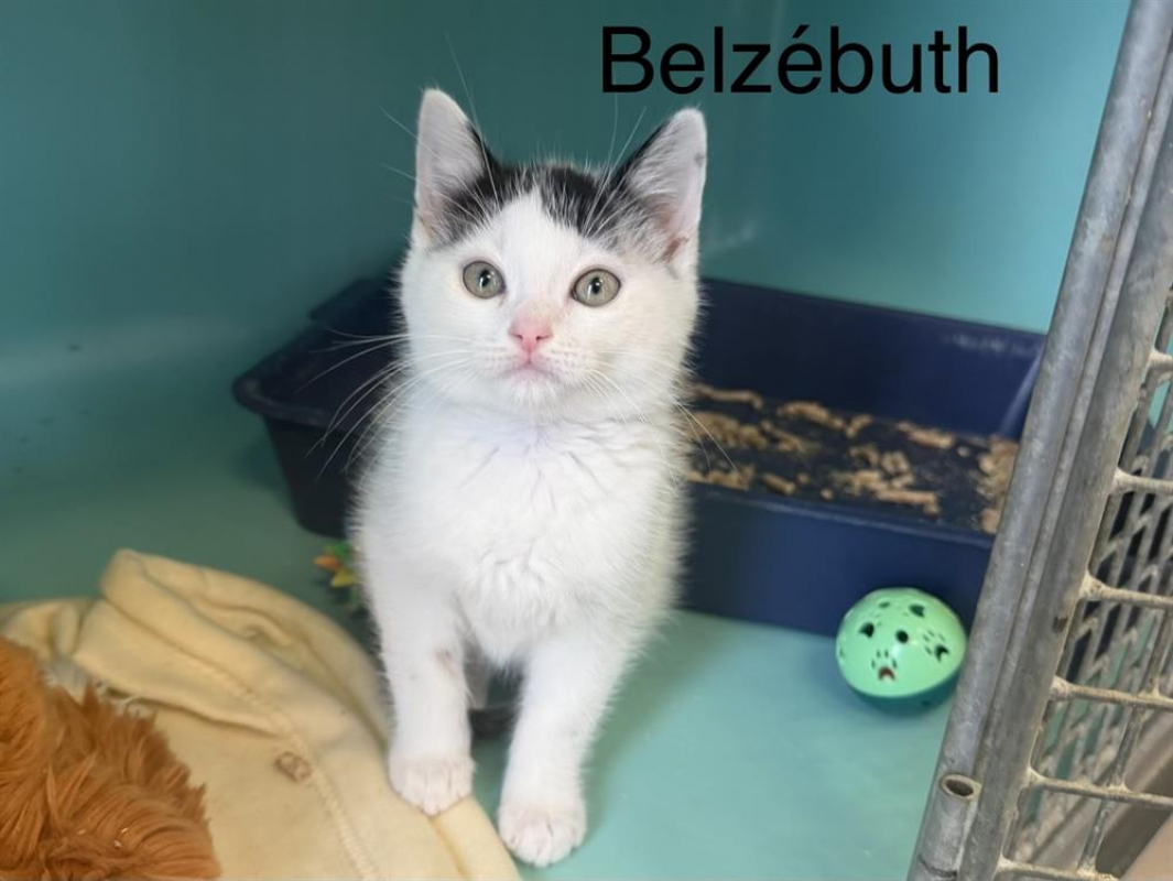 Photo de Belzébuth