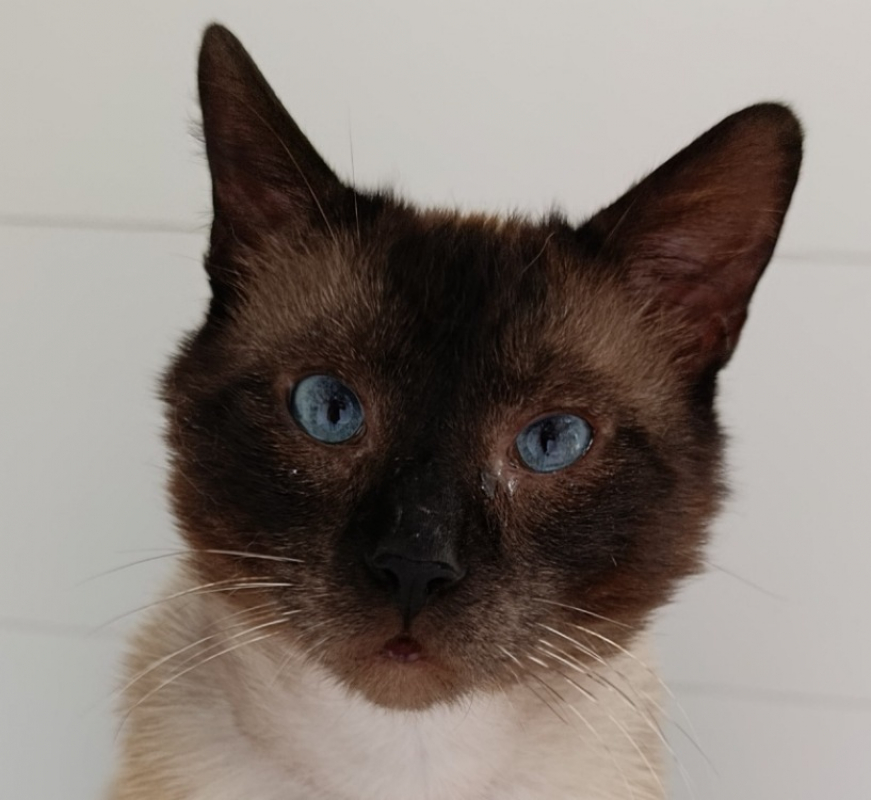 Aspel - Chat à adopter - photo 2