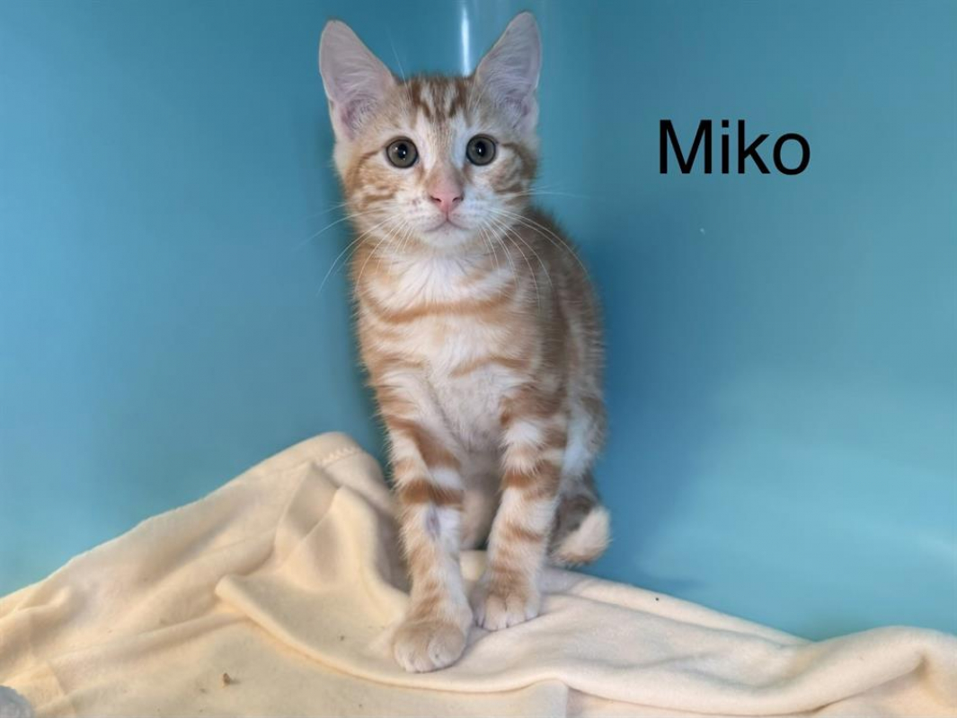 Photo de Miko