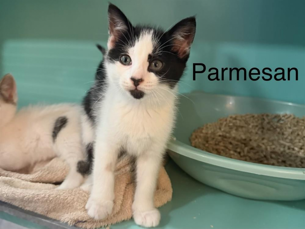 Photo de Parmesan