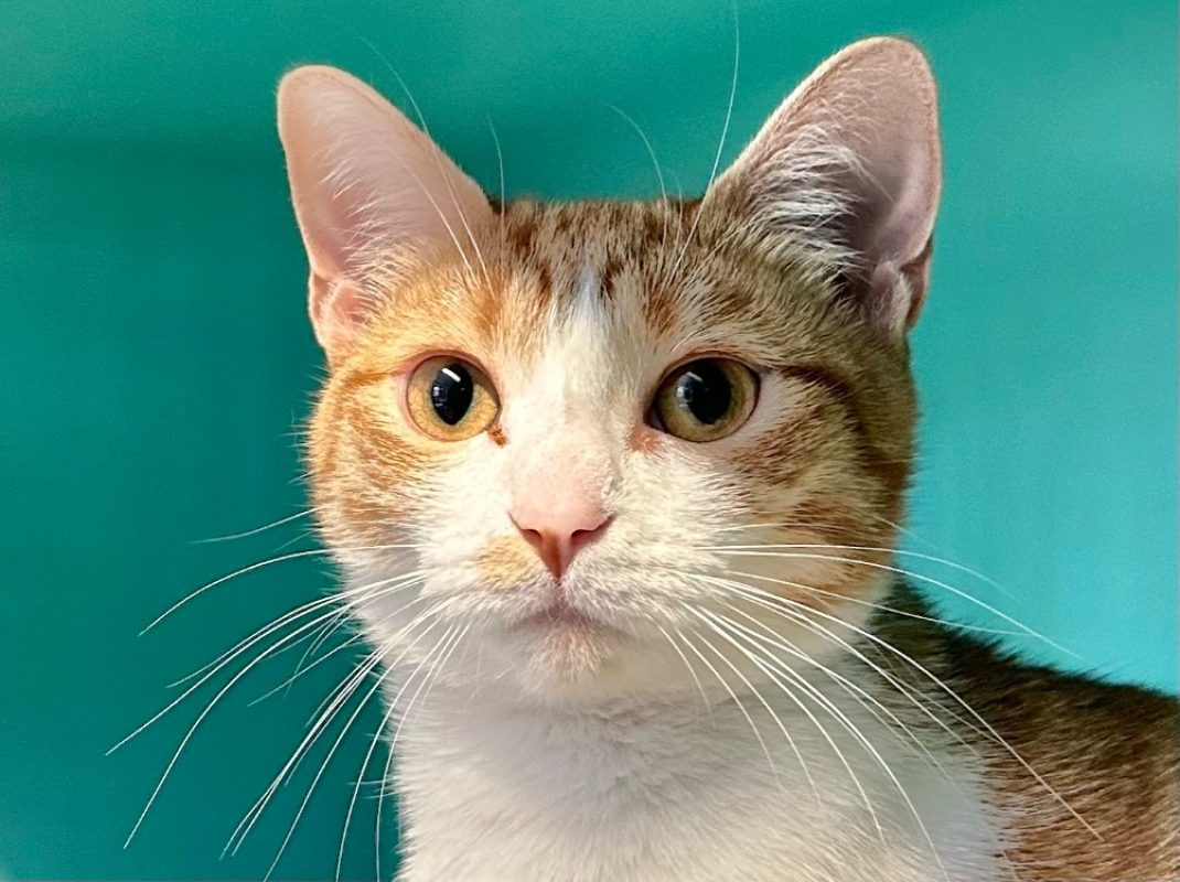 Kiara - Chat Européen à adopter
