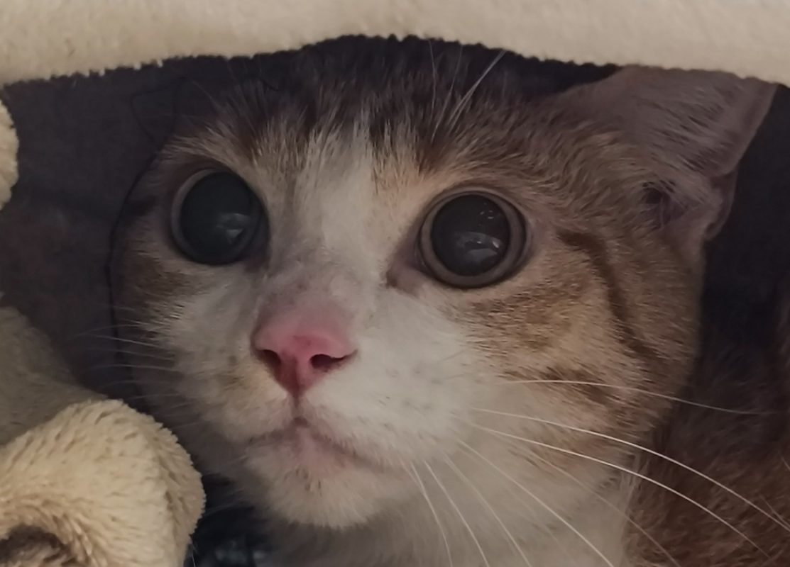 Kiara - Chat Européen à adopter - photo 3