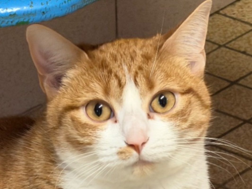 Kiara - Chat Européen à adopter