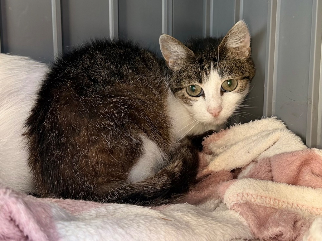 Dembele - Chat Européen à adopter
