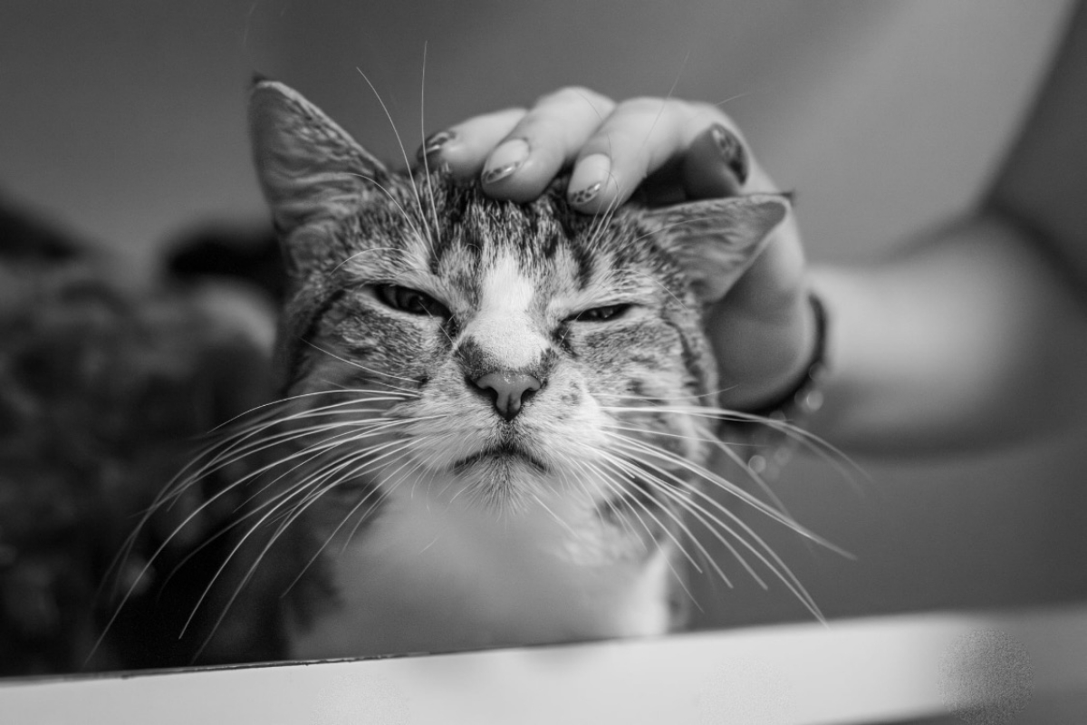 Poupette - Chat Européen à adopter